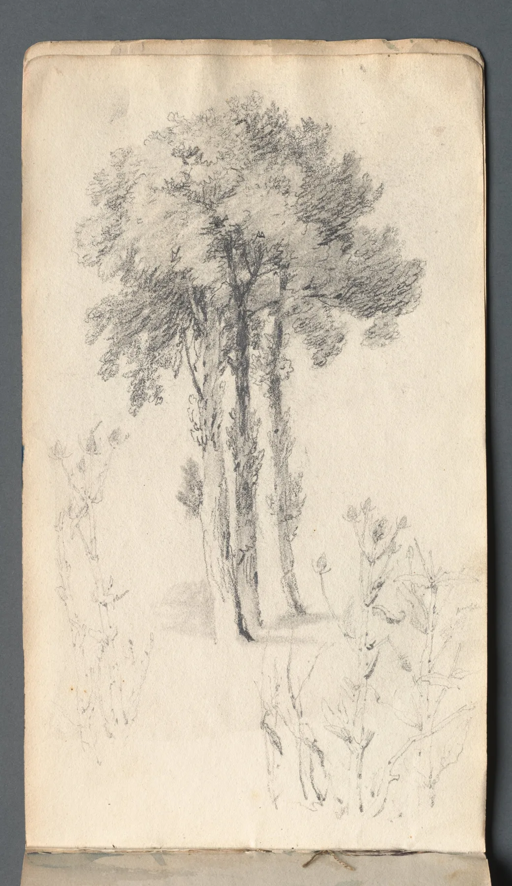 Sketchbook: Tree Study, Prout, 1814
