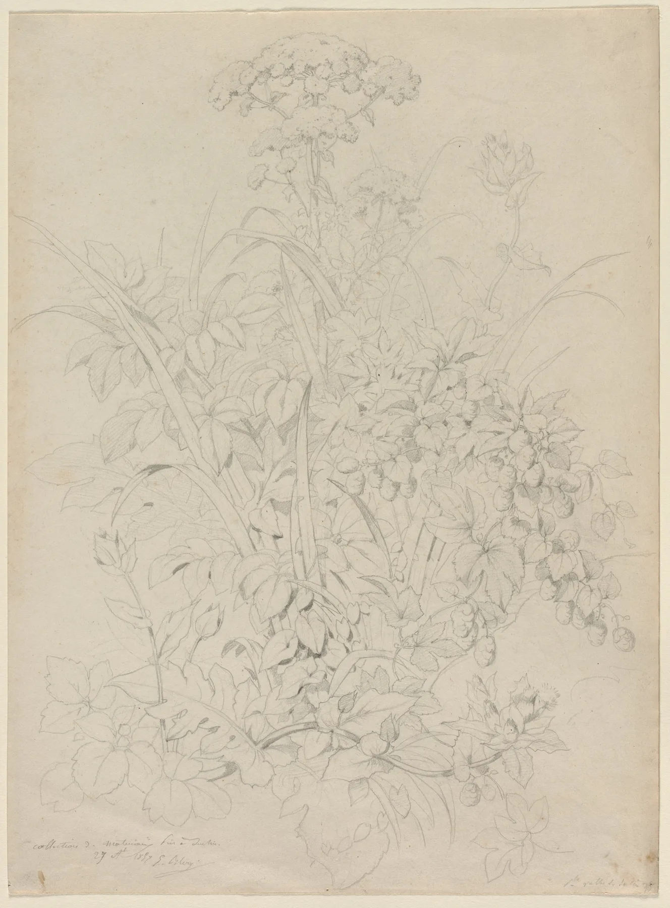 Plant Study, Bléry, 1857