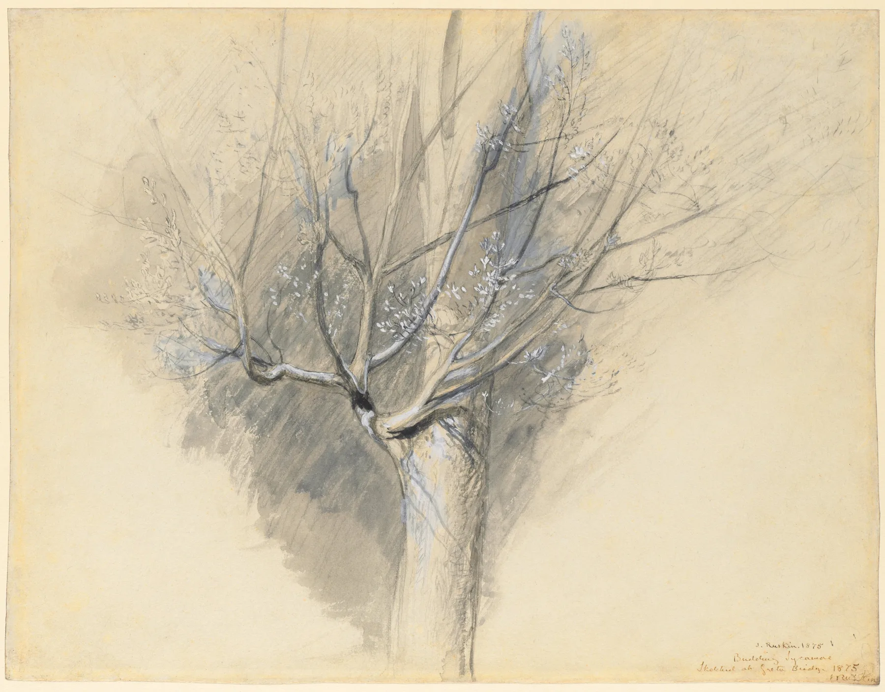Budding Sycamore, Ruskin, c. 1876