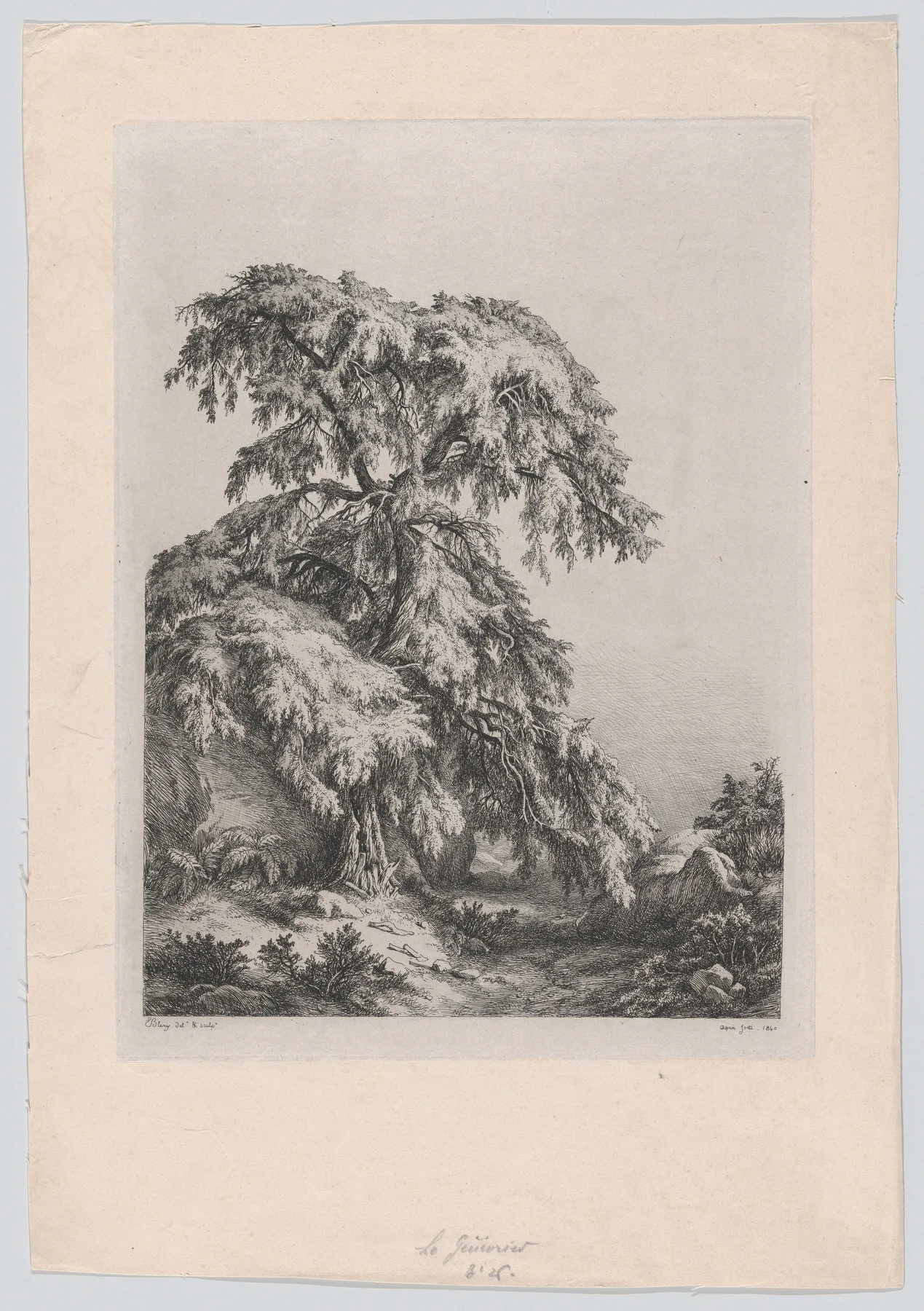 The Juniper Tree, Fontainbleu, Bléry, 1840