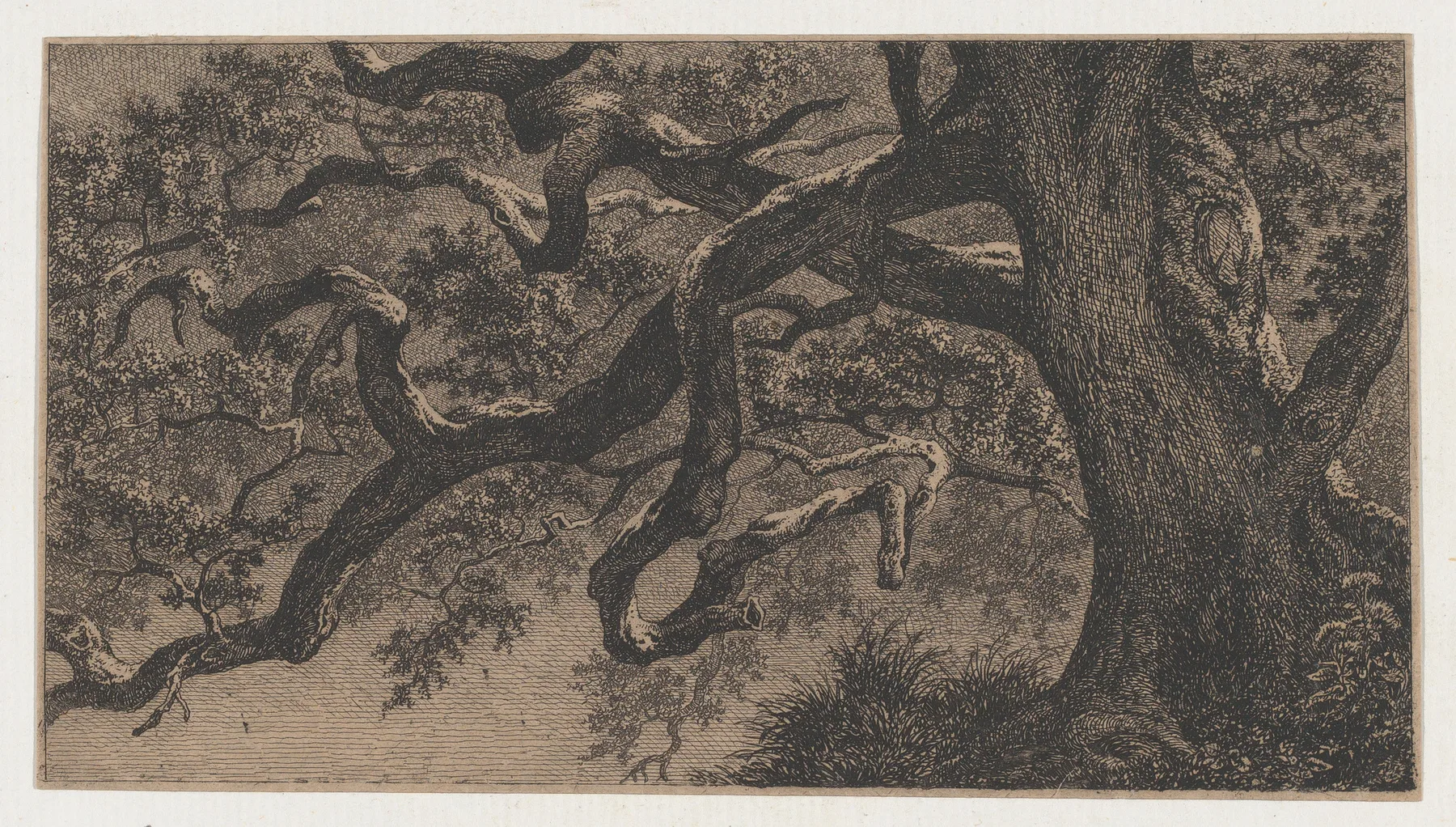 The Branches of an Oak Tree, Bléry, ca. 1837