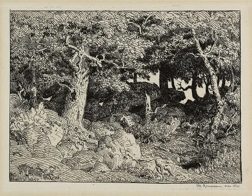 Oak from Rocks