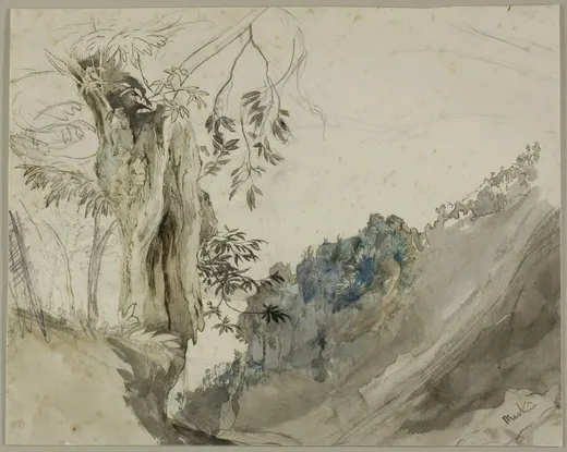 Spanish Chestnut, Ruskin