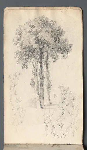 Sketchbook: Tree Study, Prout