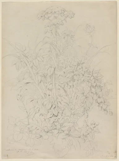 Plant Study