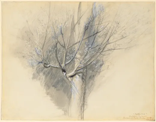 Budding Sycamore, Ruskin
